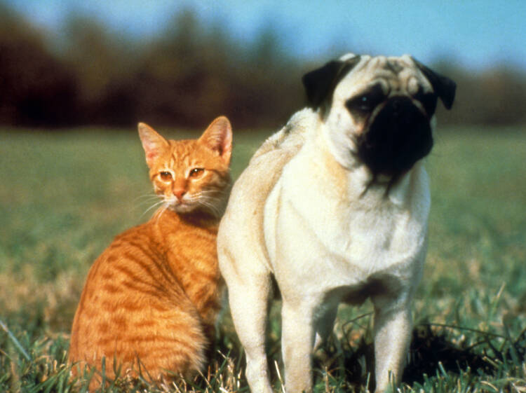 The Adventures of Milo and Otis (1989)