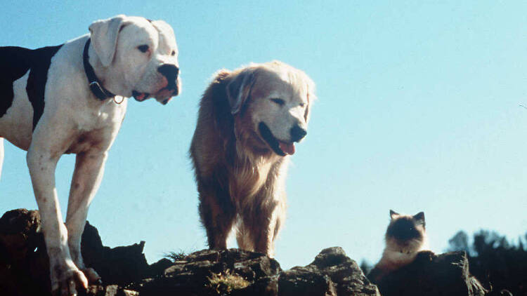 Homeward Bound: The Incredible Journey (1993)