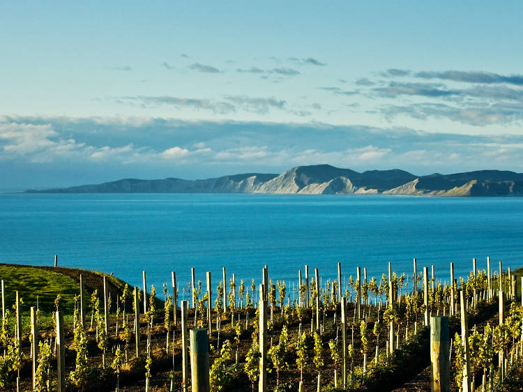 8 reasons to book a boozy New Zealand wine holiday 8 reasons to book a boozy New Zealand wine holiday