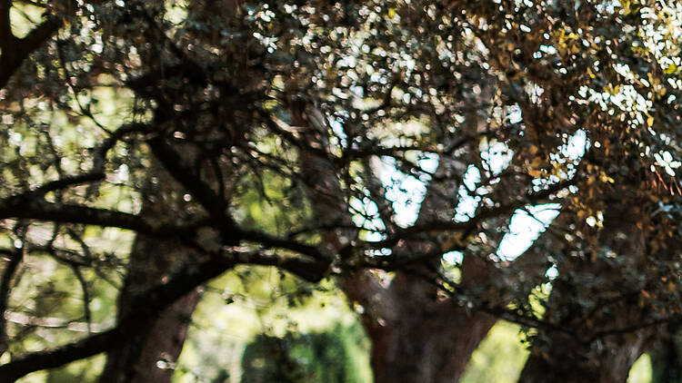 Disfruta de la naturaleza en el parque de Monsanto