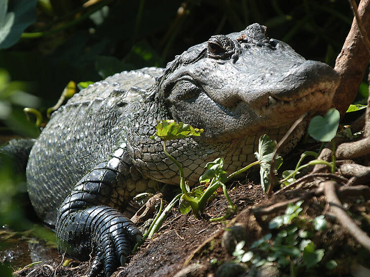 Gatorland