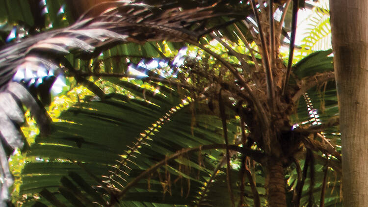 Hang out in a tropical rainforest at the Montreal Biodome
