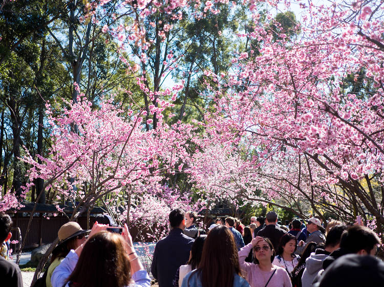 Sydney Cherry Blossom Festival