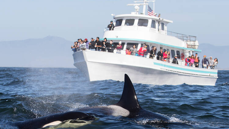 Whale watching
