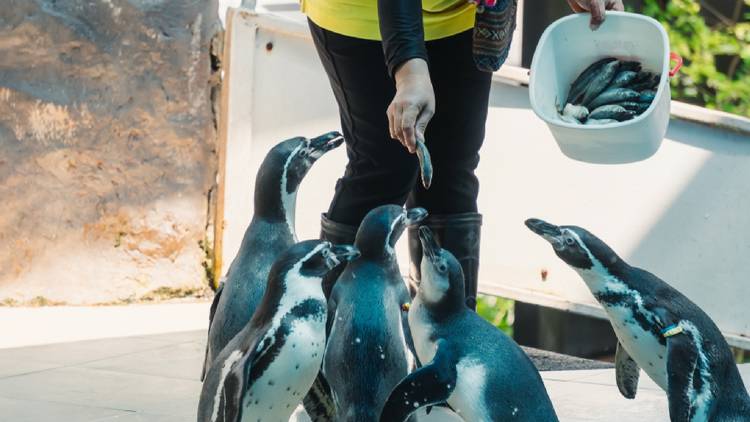 Zoos are live-streaming their feeding times – here’s when to tune in