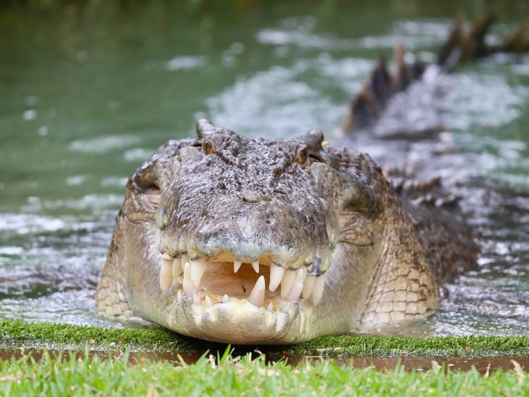 Make friends at Australia Zoo
