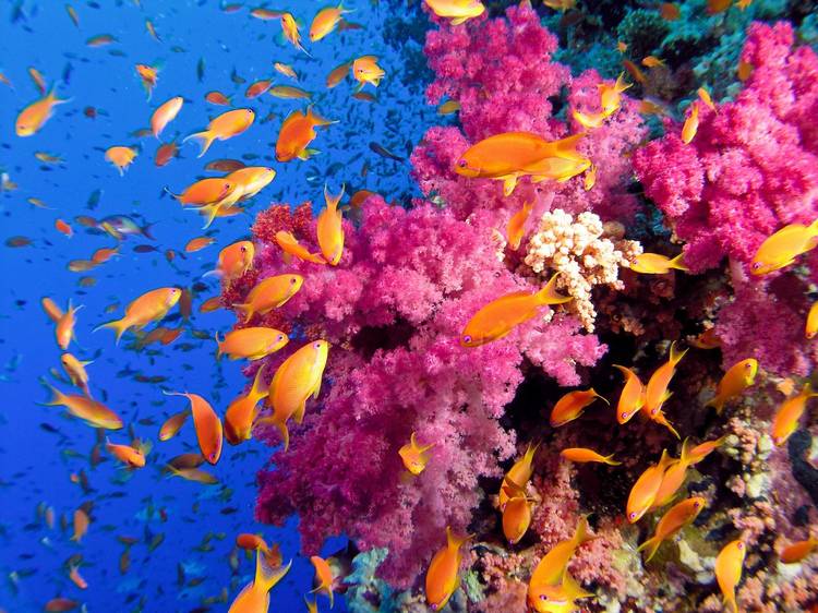 Marine animals in Hawaii are thriving