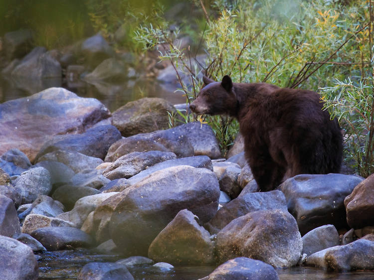 Bears are having a ‘party’ in deserted Yosemite National Park 
