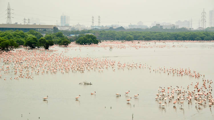 A record number of flamingos are painting Mumbai pink 