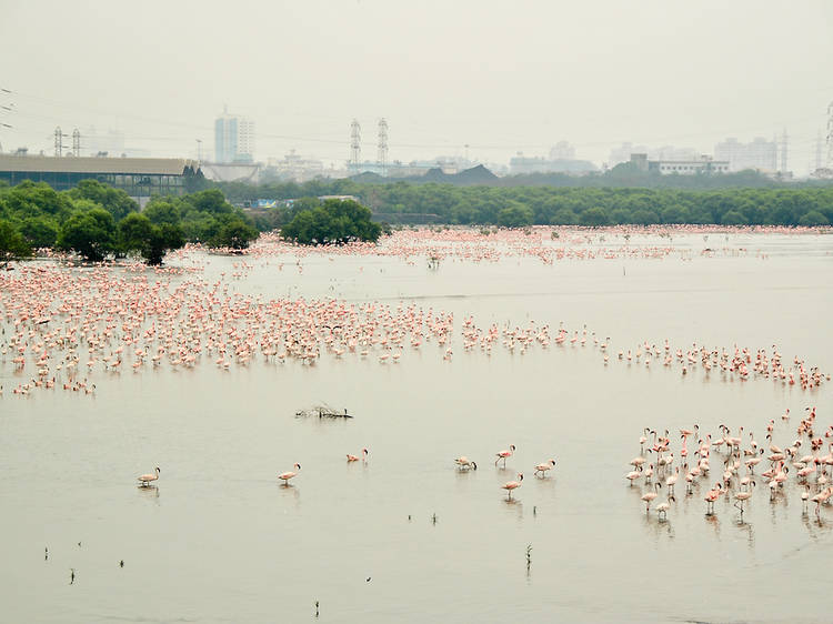 A record number of flamingos are painting Mumbai pink 