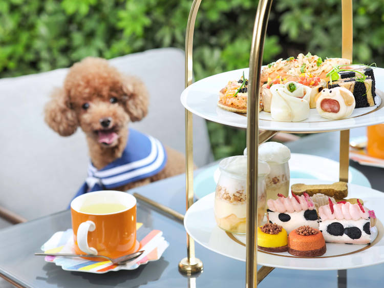 Dog-friendly restaurants and cafes in the city Dog-friendly restaurants and cafes in the city