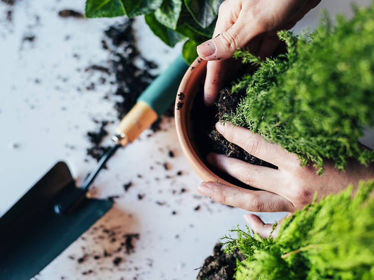 Jardineria a casa