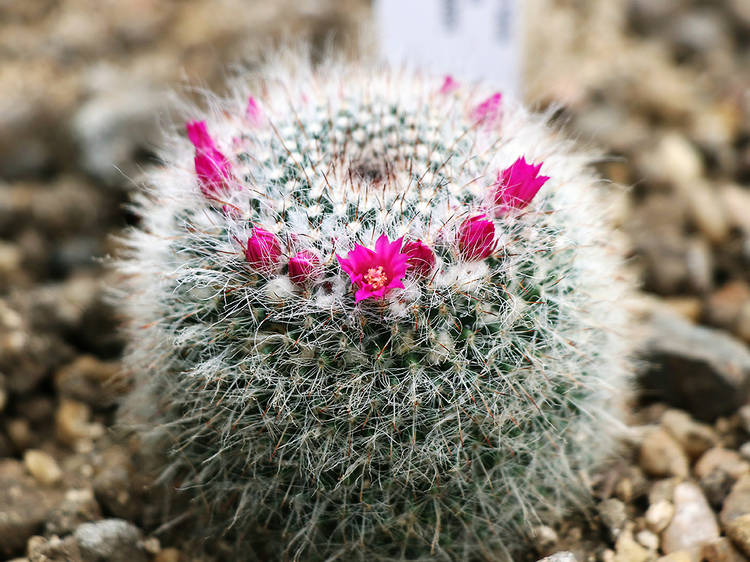 กระบองเพชรแม่เฒ่า (Old Lady Cactus)