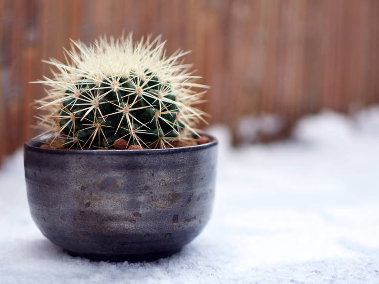 ถังทอง (Golden barrel cactus)