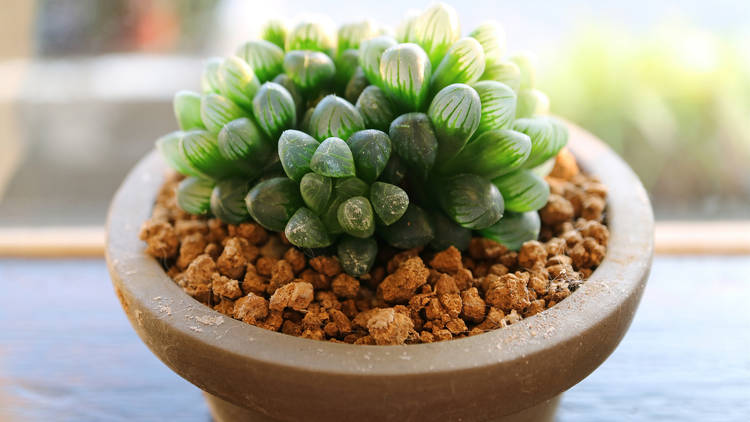 ฮาโวเทียหยดน้ำ (Haworthia cooperi) ฮาโวเทียหยดน้ำ (Haworthia cooperi)