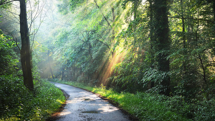 New Forest National Park