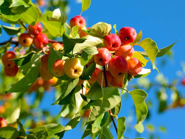Blue Jay Orchards
