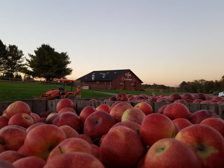 Pick apples and pumpkins around NYC