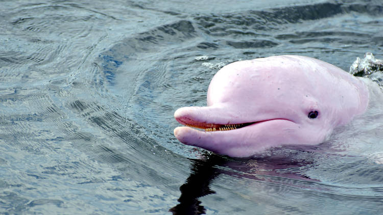 Pink dolphins are returning to Hong Kong