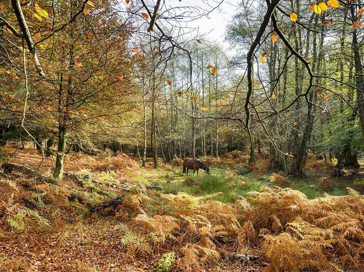 Bolderwood, Hampshire
