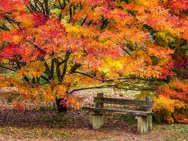 Westonbirt Arboretum, Gloucestershire
