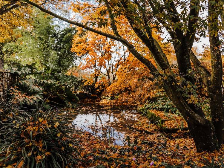 RHS Wisley, Surrey