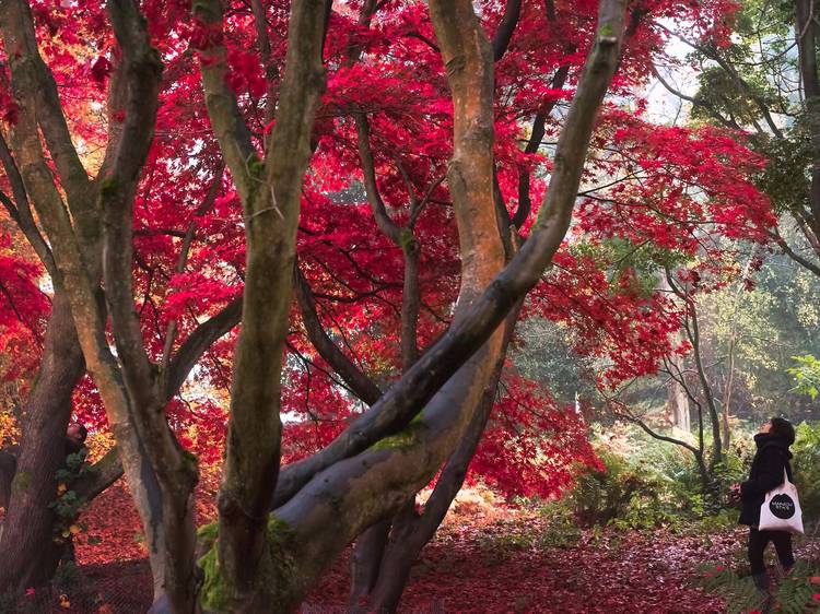 Winkworth Arboretum, Surrey