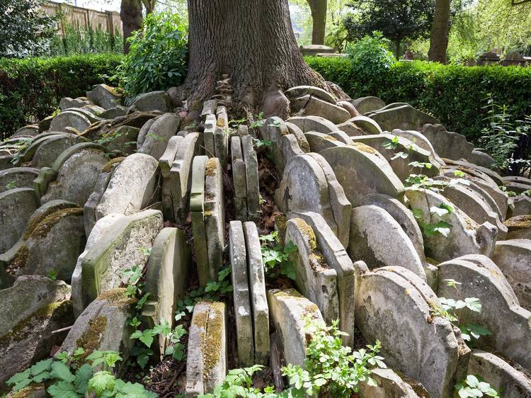 The Hardy Tree