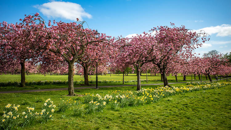The Stray, Harrogate