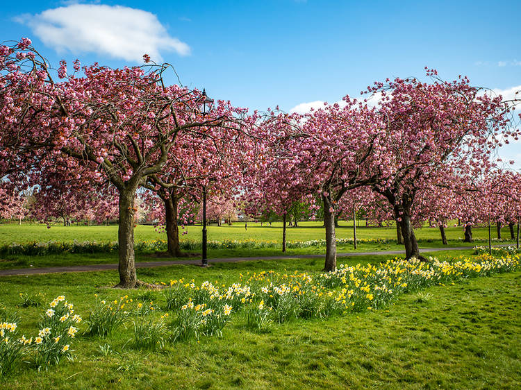 The Stray, Harrogate