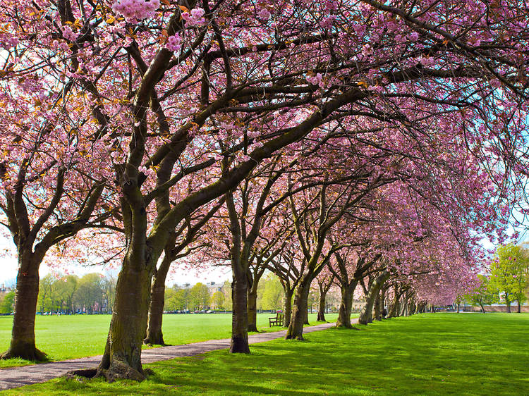 The Meadows, Edinburgh