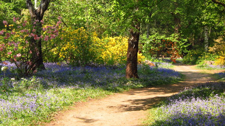 Isabella Plantation, London Isabella Plantation, London