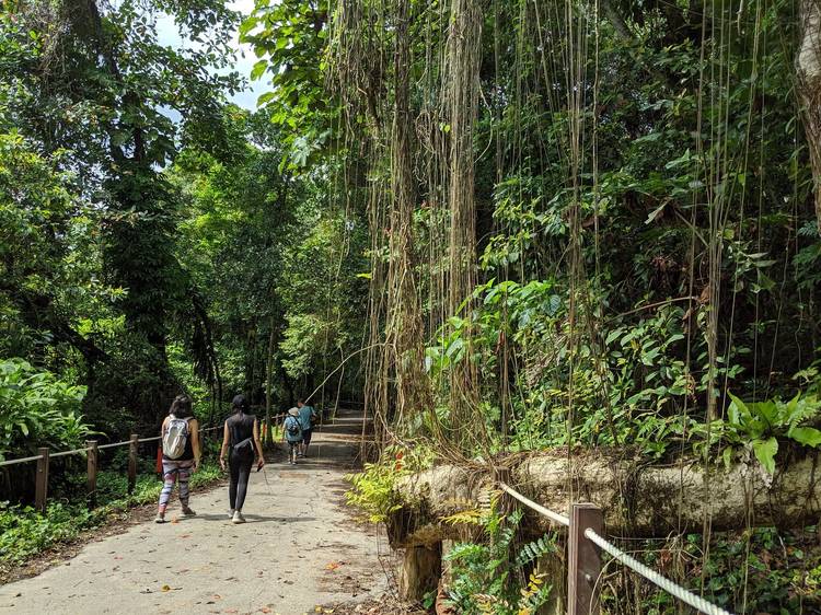 The best hiking trails and spots in Singapore The best hiking trails and spots in Singapore