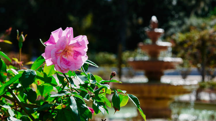 Walk through the Harry P. Leu Gardens