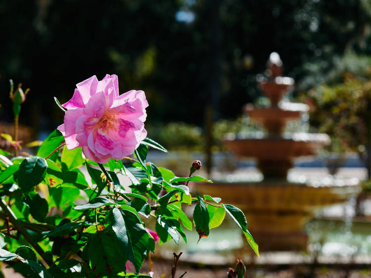 Walk through the Harry P. Leu Gardens