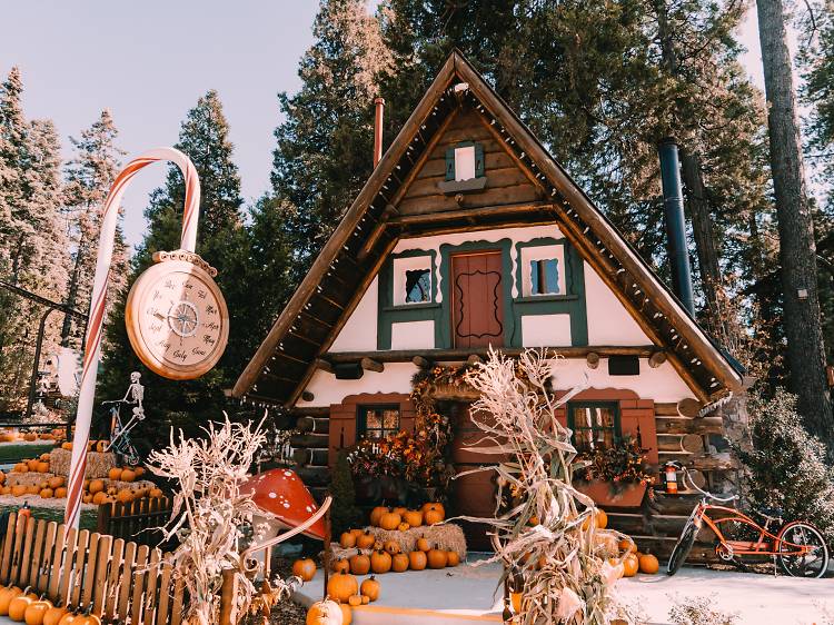 Pumpkins in the Pines