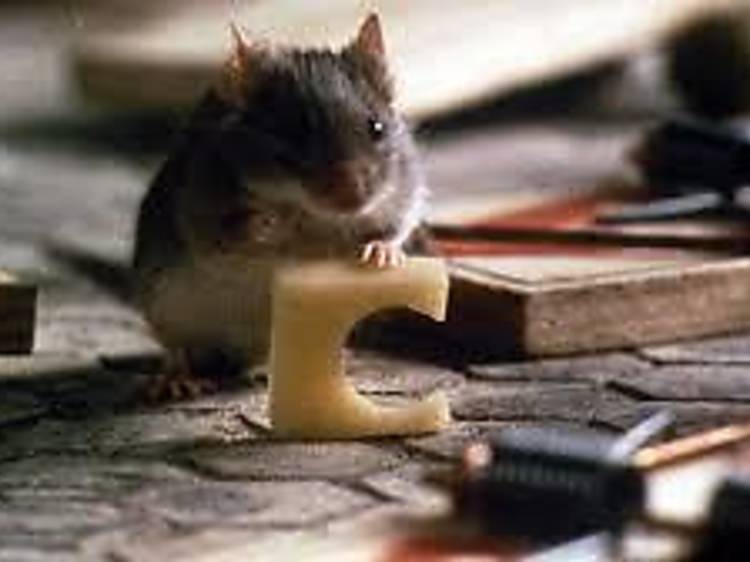 Mouse Hunt (1997)