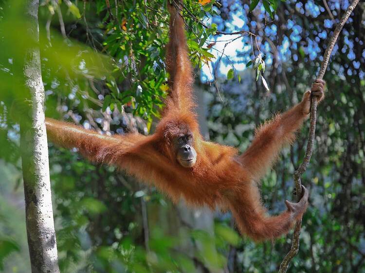 Meet the endangered Sumatran orang-utan
