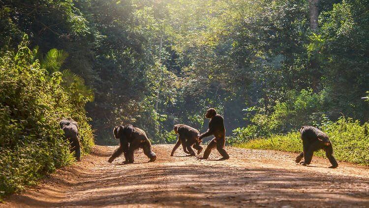 Go in search of chimpanzees in Uganda