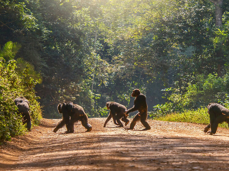 11 once-in-a-lifetime wildlife experiences that put animals first