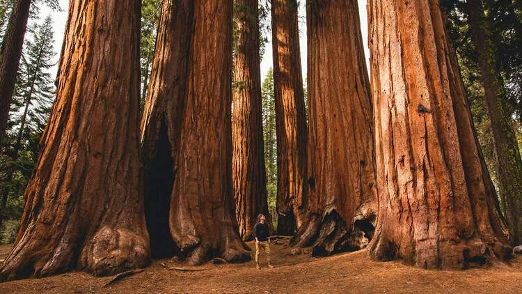 Kings Canyon National Park | CA