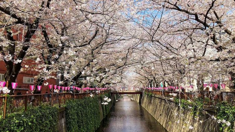 日本ならではの桜と紅葉の美しさ 日本ならではの桜と紅葉の美しさ