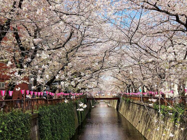 日本ならではの桜と紅葉の美しさ 日本ならではの桜と紅葉の美しさ