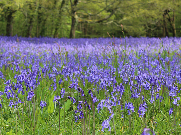 Enys, Cornwall