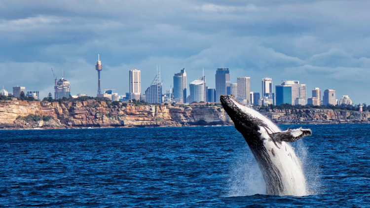 See humpback whales in the wild with this affordable cruise