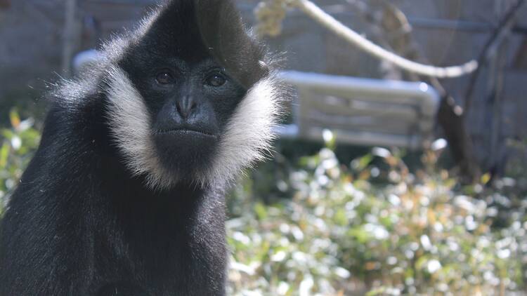Get wild at the Franklin Park Zoo