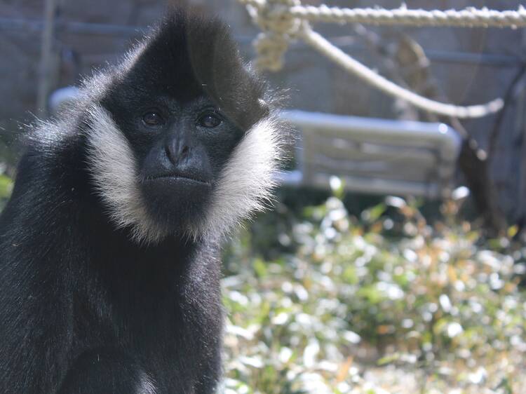 Get wild at the Franklin Park Zoo