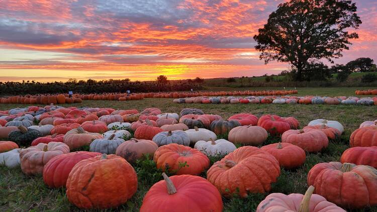 Visit a pumpkin patch
