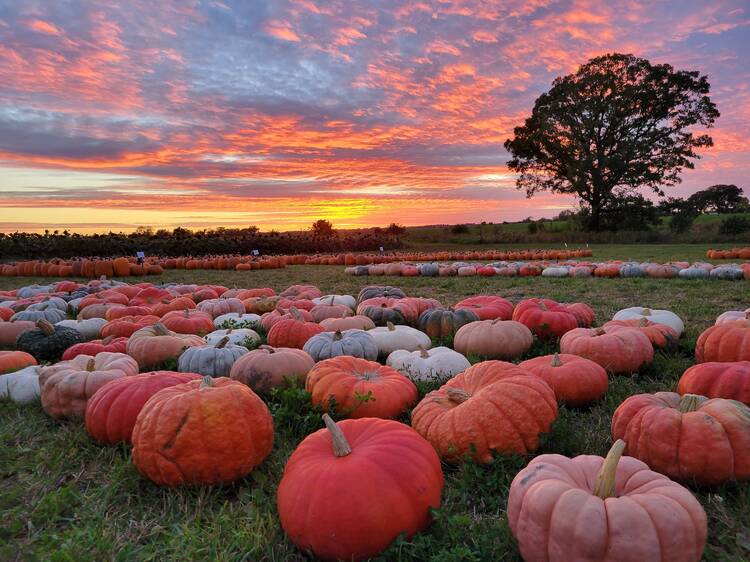 Visit a pumpkin patch