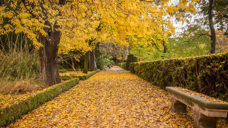 Real Jardín Botánico de Madrid